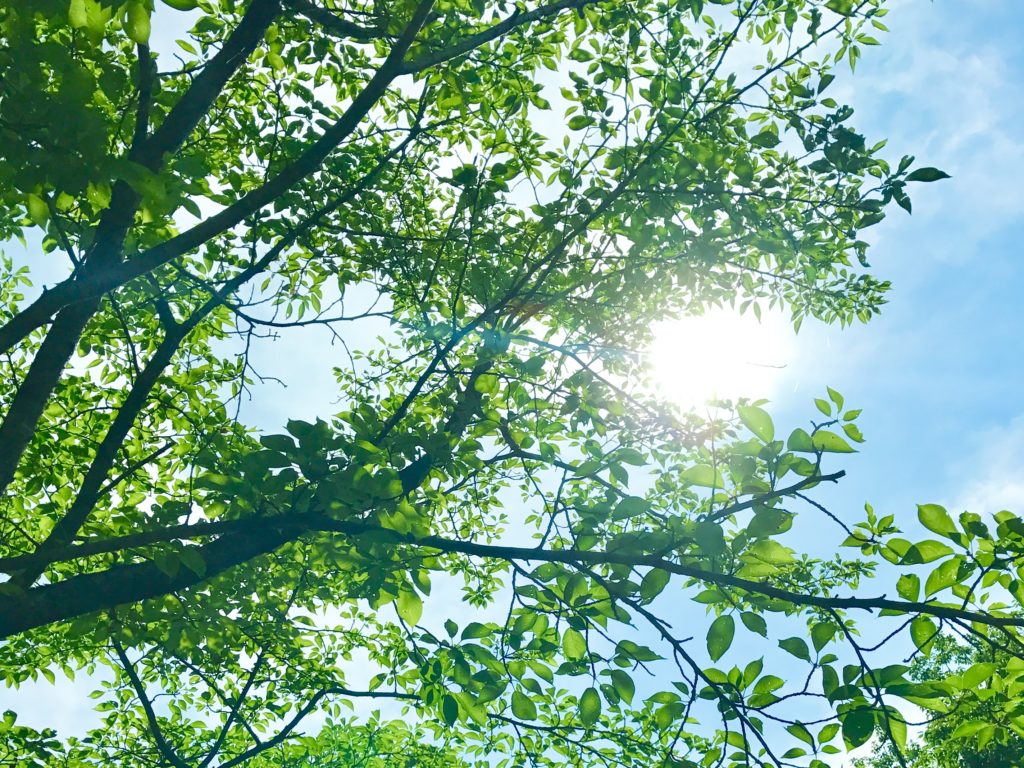 早起きは三文の徳はいくら？嘘か本当か実践！ビジネスにも効果絶大！感想