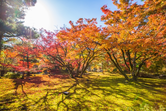 紅葉狩りに持っていくべき必需品10選！服装＆持ち物はこれで完璧持っていくもの