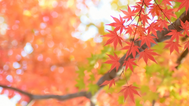 紅葉狩りに持っていくべき必需品10選！服装＆持ち物はこれで完璧注意点