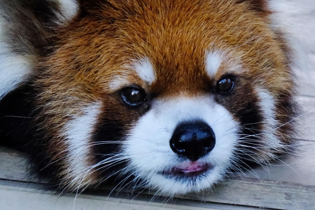 世界で一番大きい動物園はどこ？一度は行きたい世界のおすすめ動物園おすすめ動物園