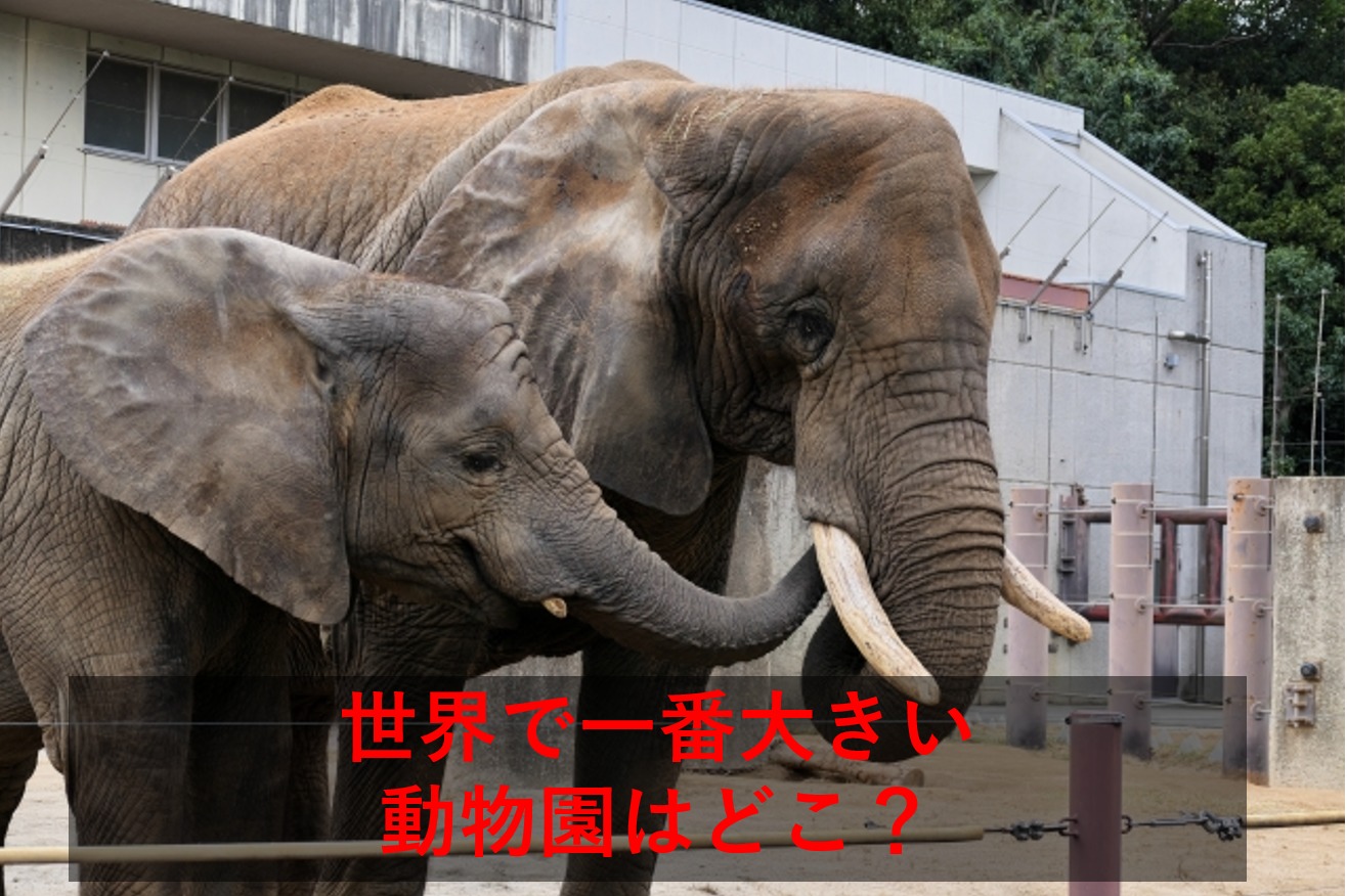 世界で一番大きい動物園はどこ？一度は行きたい世界のおすすめ動物園