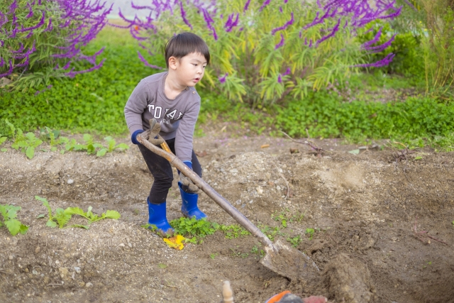 子どもが芋掘り